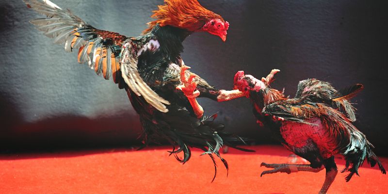 Kinh nghiệm thắng cược từ các cao thủ đá gà i9bet