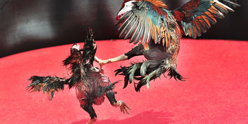 Ưu điểm nổi bật của trực tiếp đá gà cựa dao i9bet